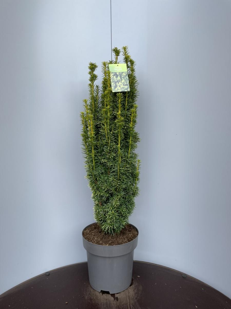 Taxus b. 'David'.