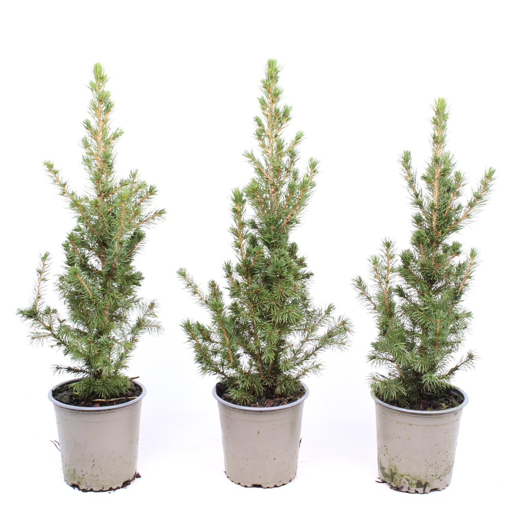 Picea glauca 'Conica'.