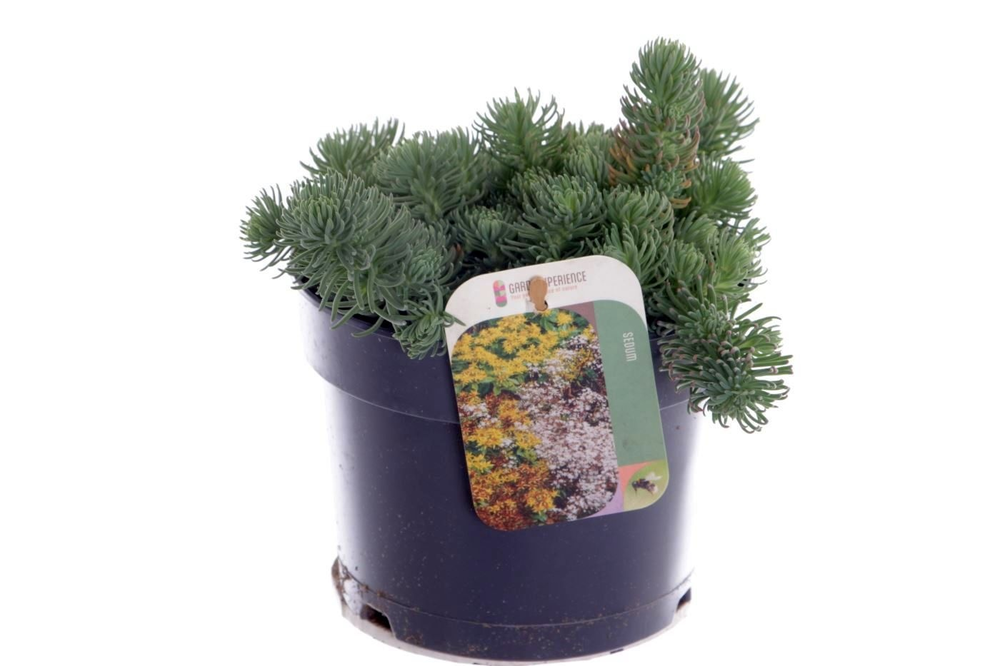 Sedum forsterianum Oracle.