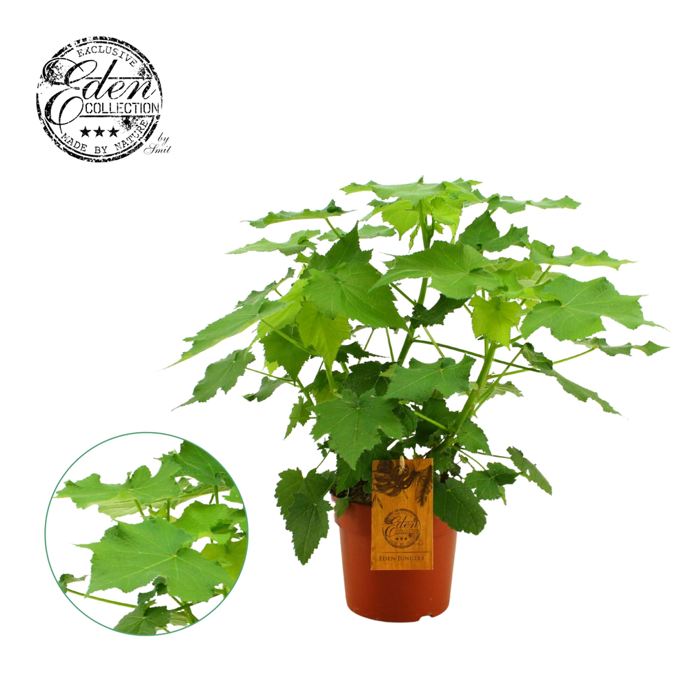 Sparmannia africana 17cm.