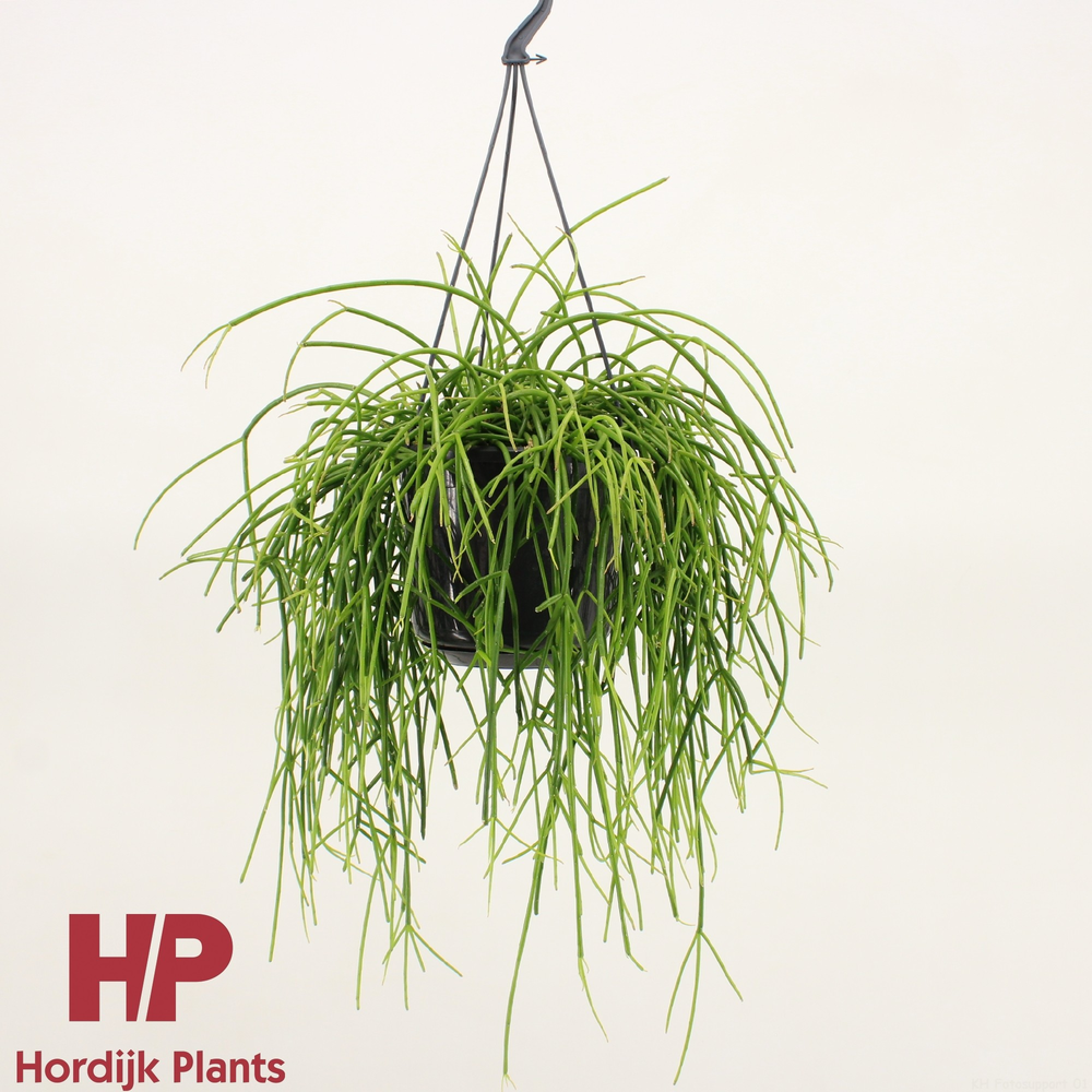 Rhipsalis shaferi.
