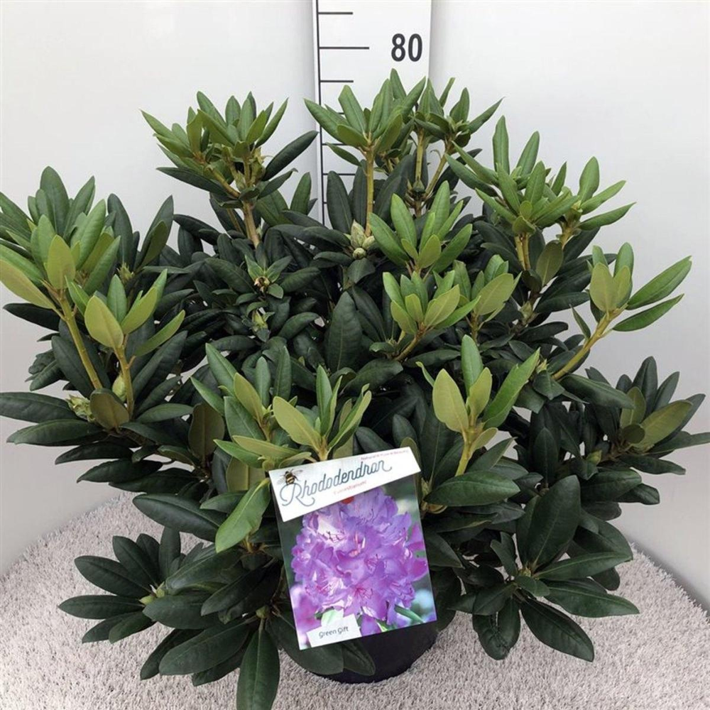 Rhododendron 'Everestianum'.