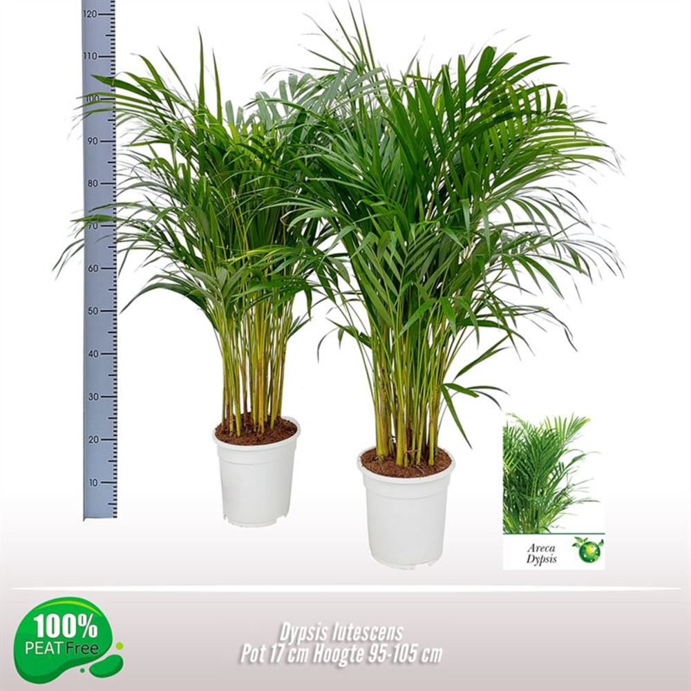 Dypsis lutescens.