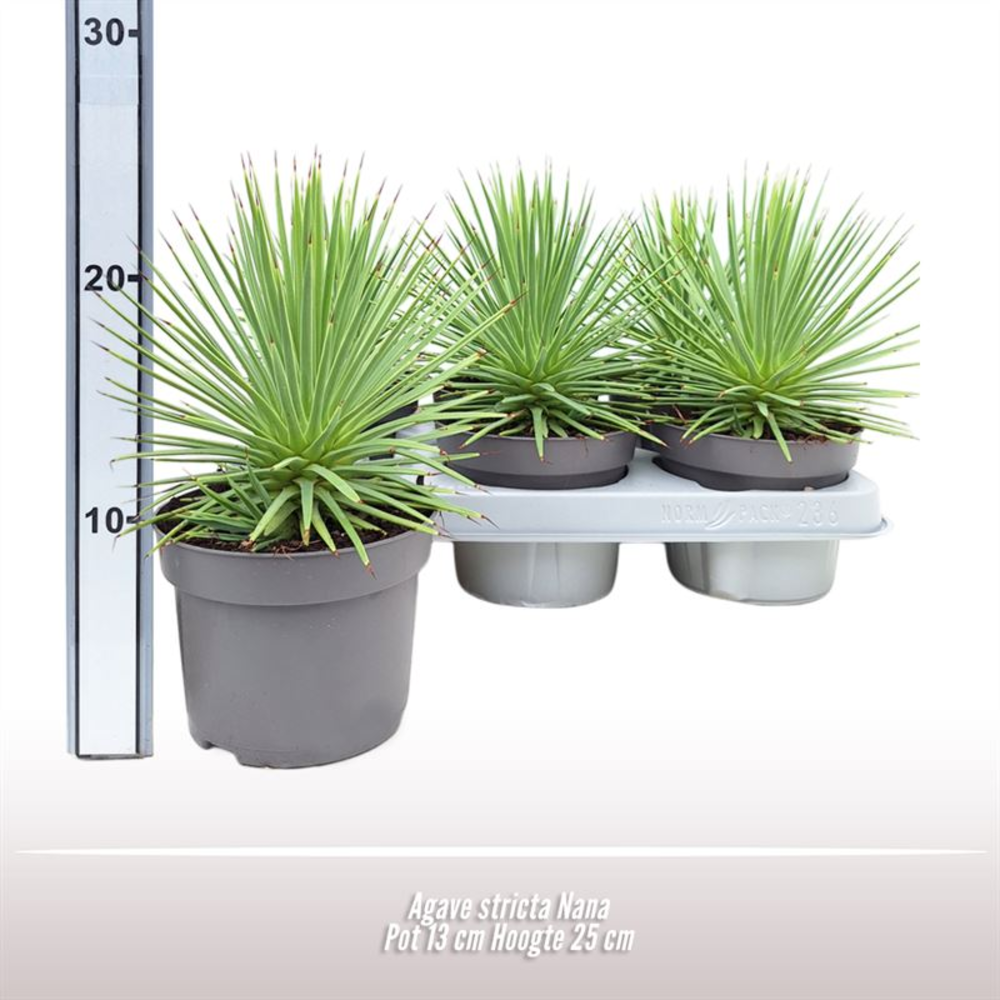 Agave stricta Nana.