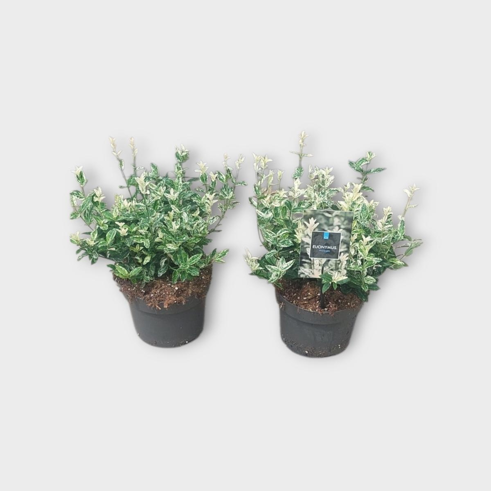 Euonymus fort. 'Harlequin'.