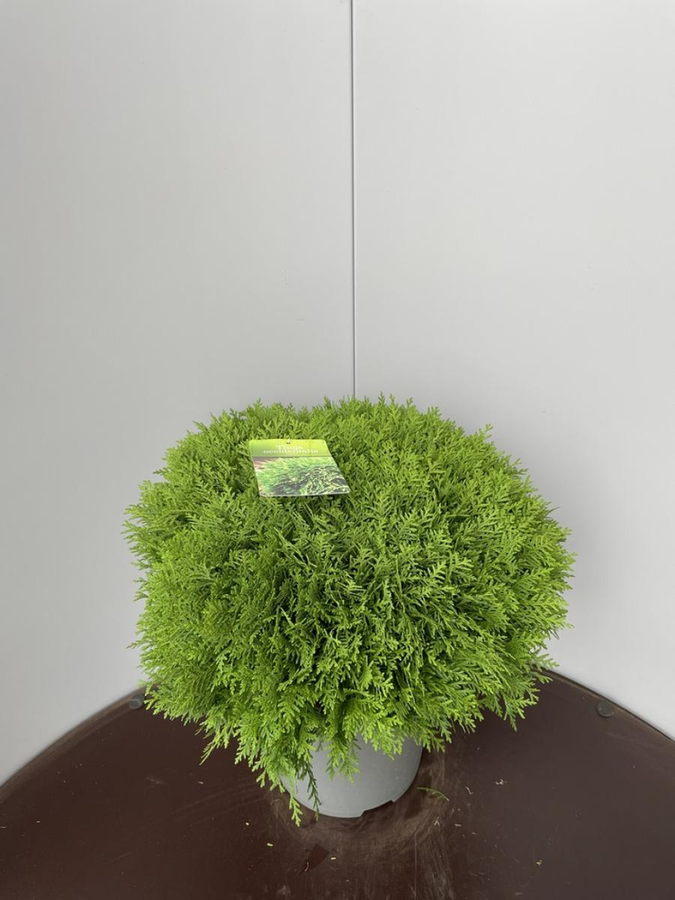 Thuja occ. 'Danica'.