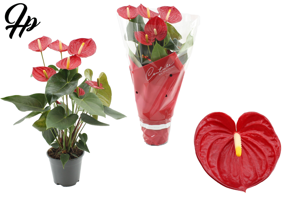 Anthurium Tremendo in Couture sleeve.