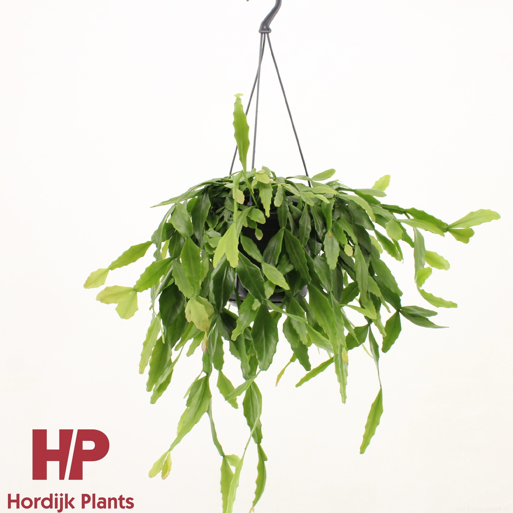Rhipsalis crispata.