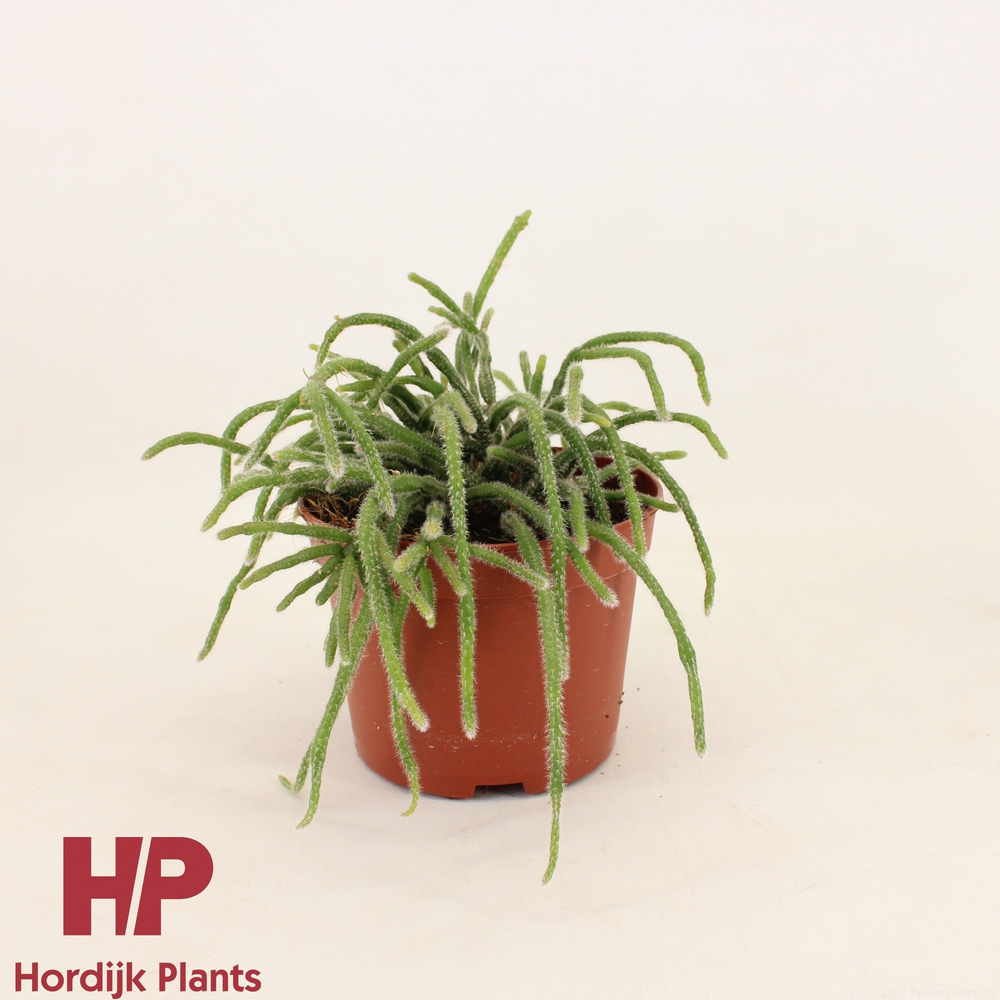 Rhipsalis baccifera subsp. horrida 12cm.