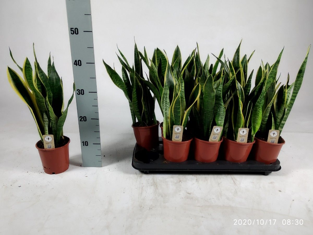Sansevieria trifasciata 'Laurentii' 45cm.