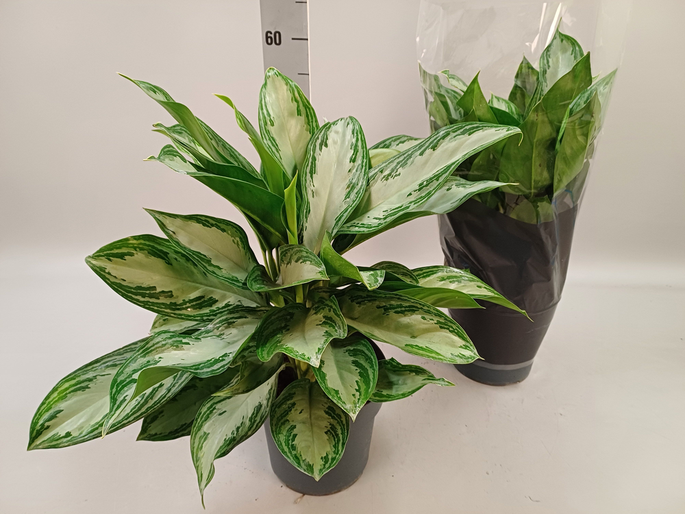 Aglaonema 'Silver Bay' P21.
