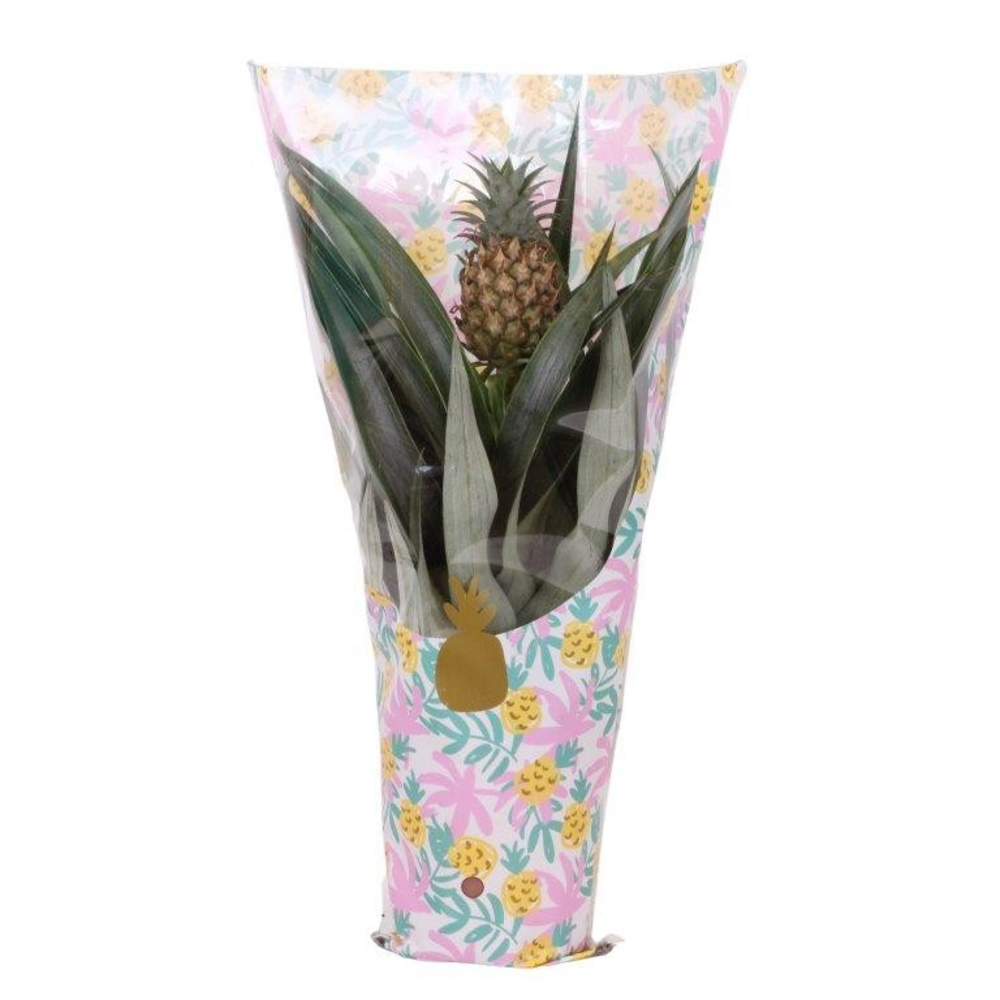 Ananas Mi Amigo 12cm in Dulce sleeve - FULL CC.