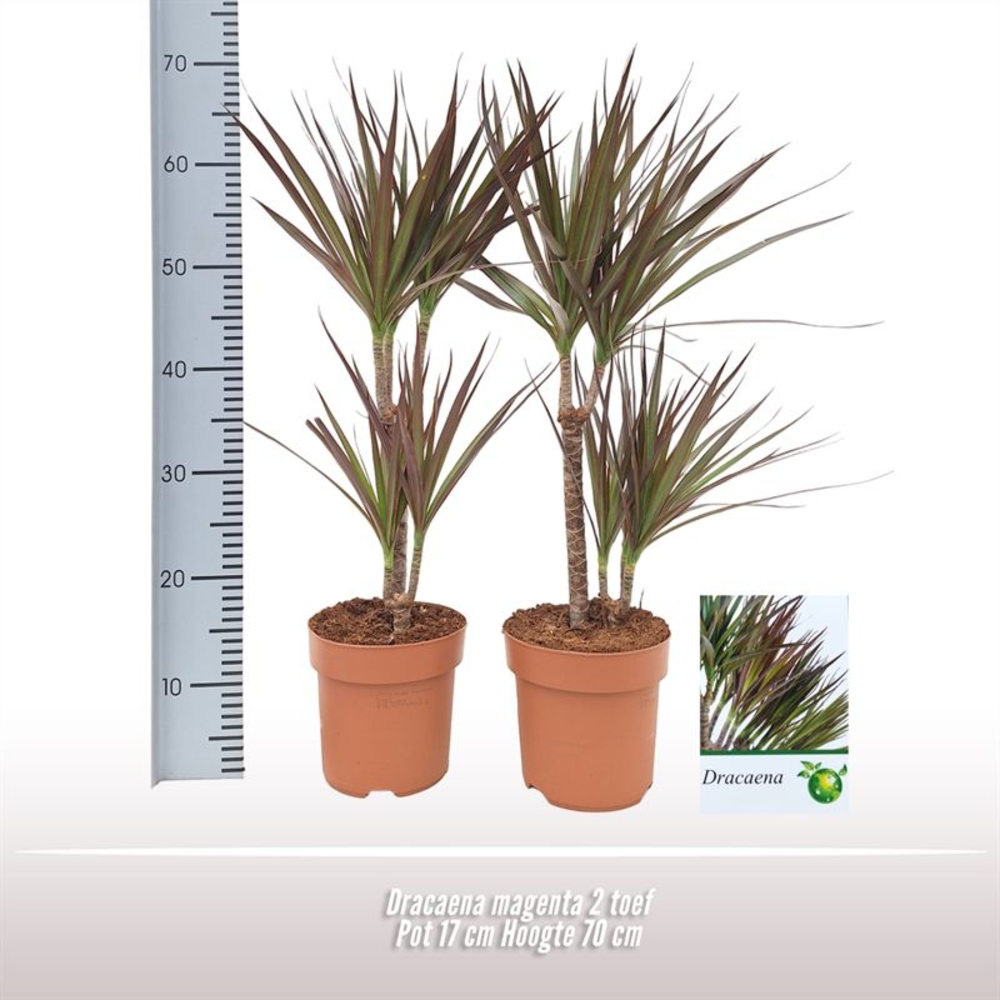 Dracaena Magenta 2 toef.