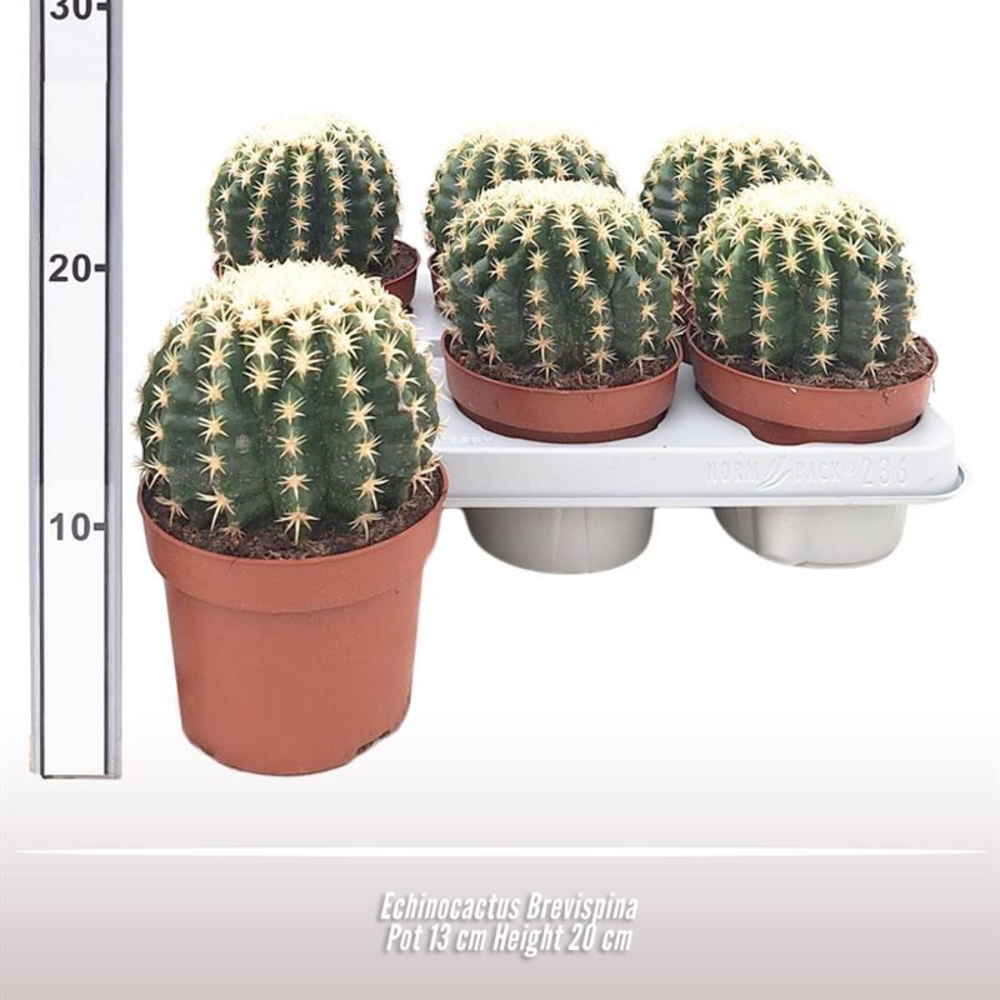 Echinocactus Brevispina.