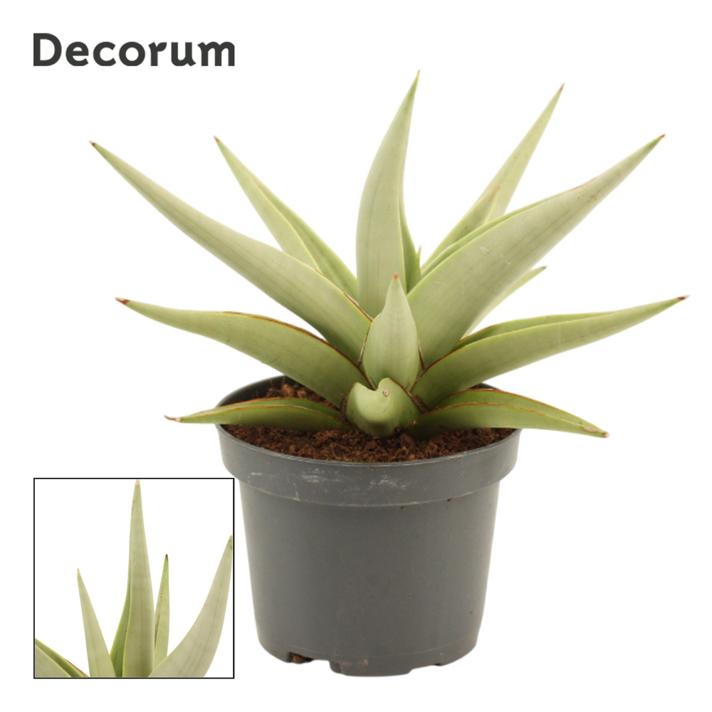 Sansevieria Chanin Crown 9 cm (Decorum).
