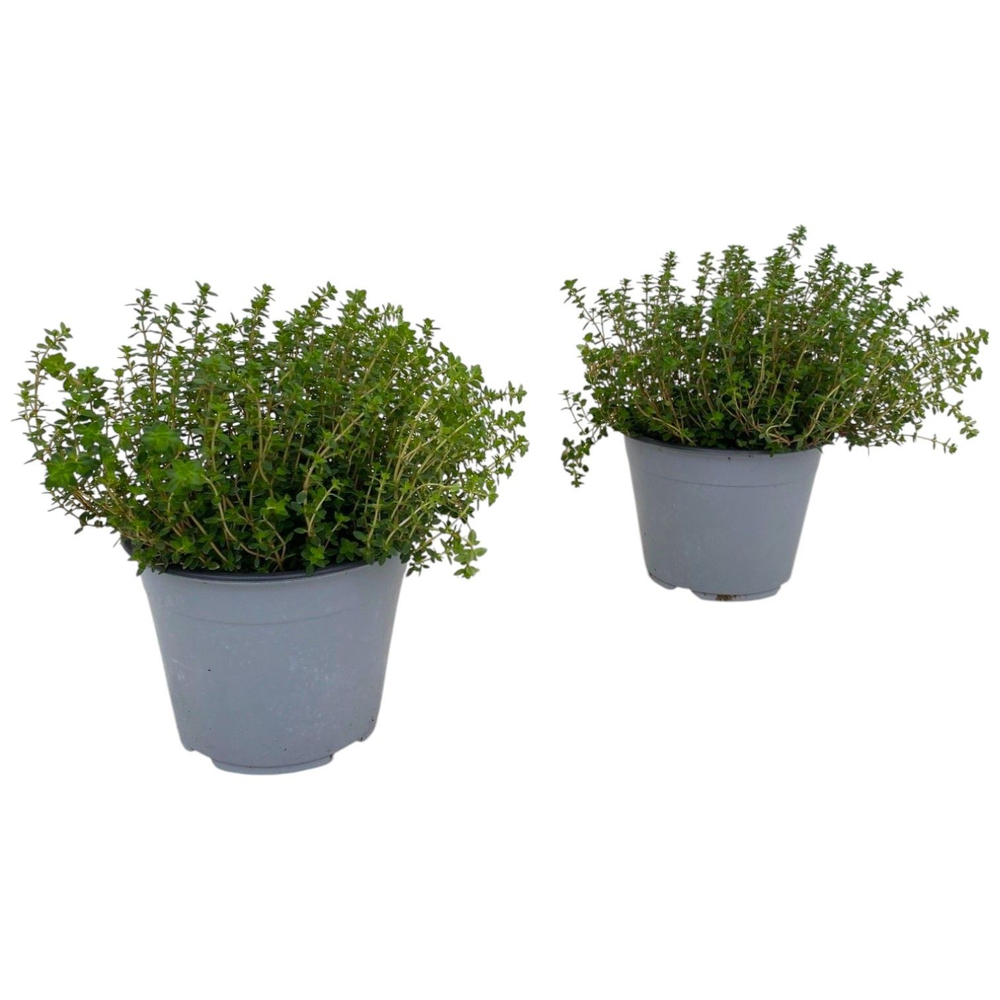 Thymus citriodorus.
