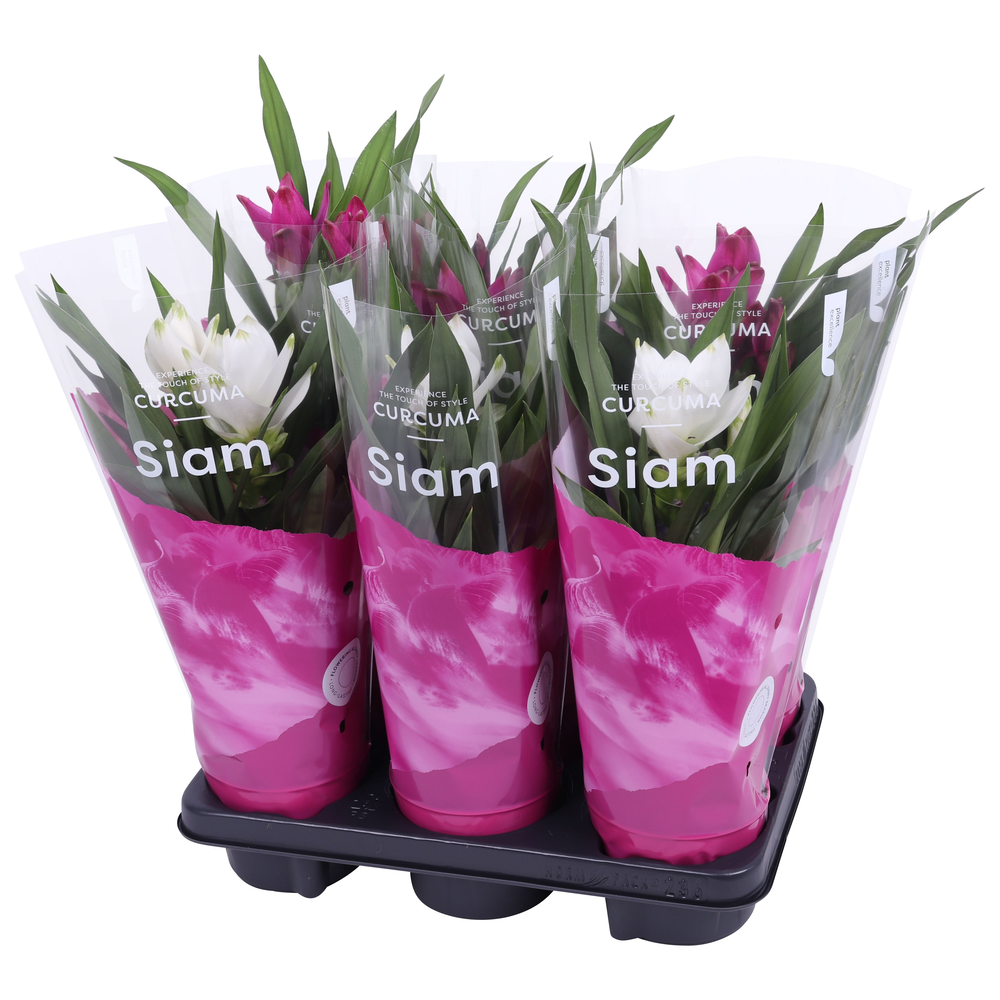 Essential - Curcuma 12cm - mix 2 kleuren.