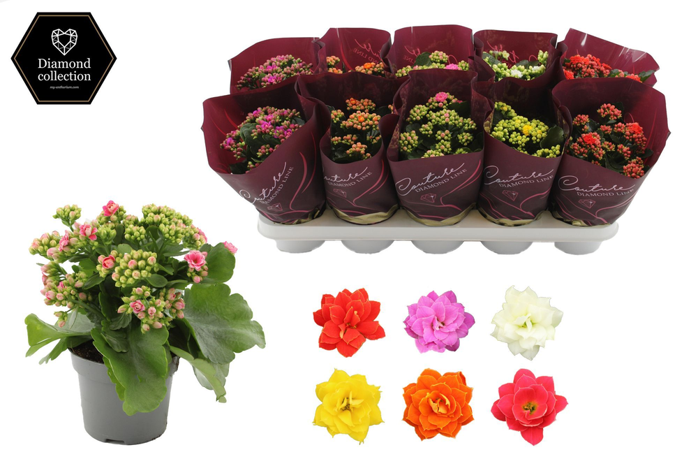 Kalanchoë 5 color mix in Couture Diamond Line Purp.