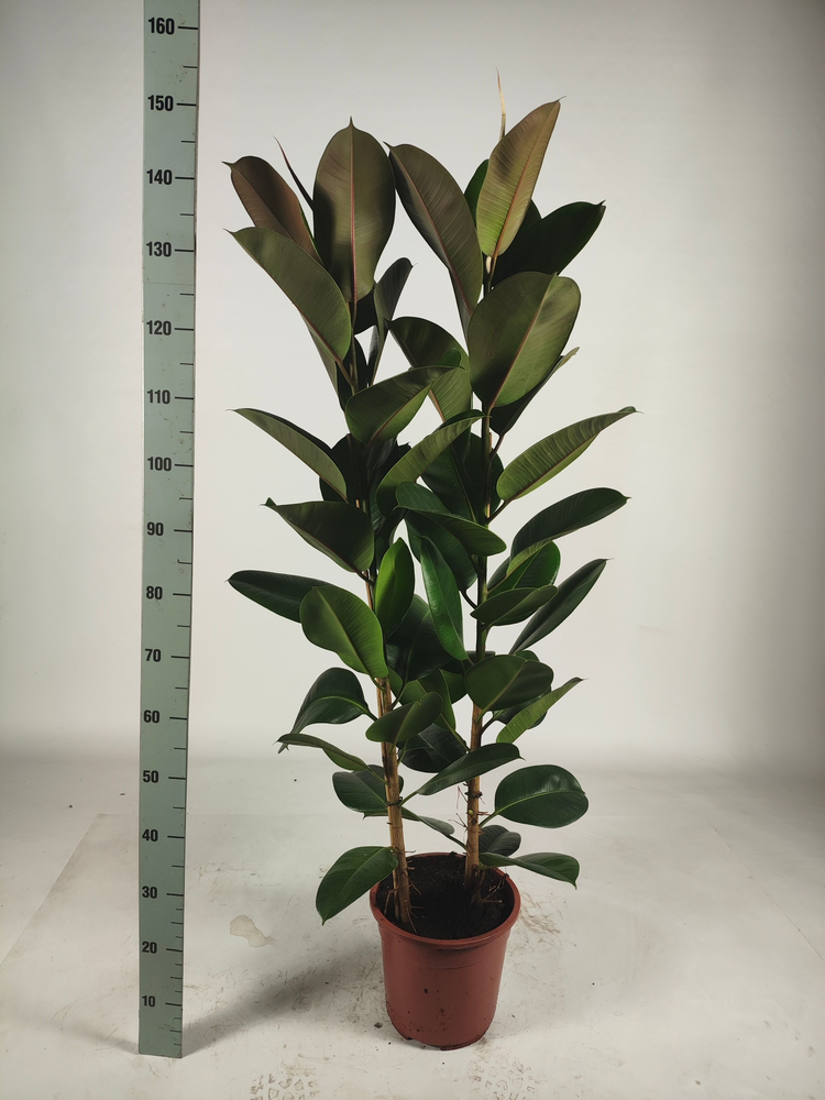 Ficus elastica 'Robusta' toef 2pp.