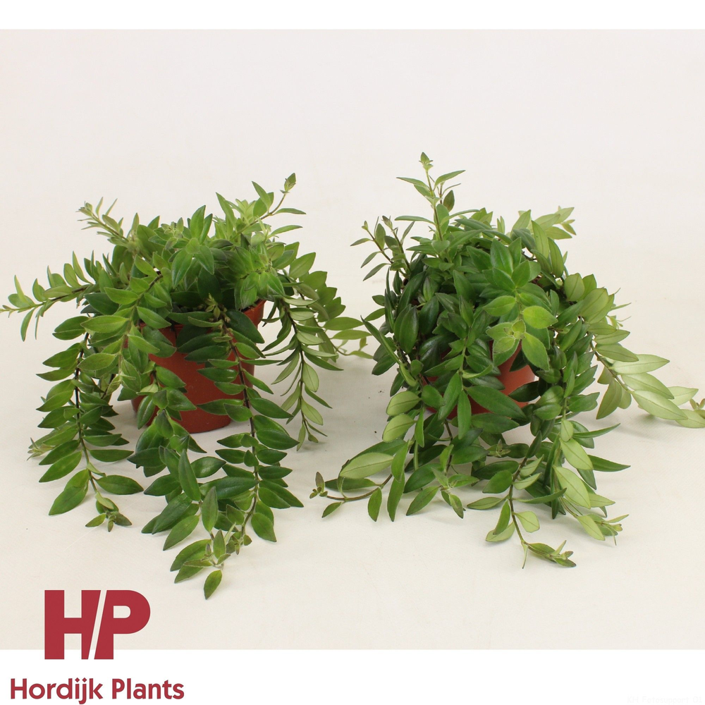P12 cm - Aeschynanthus Caro Imp.