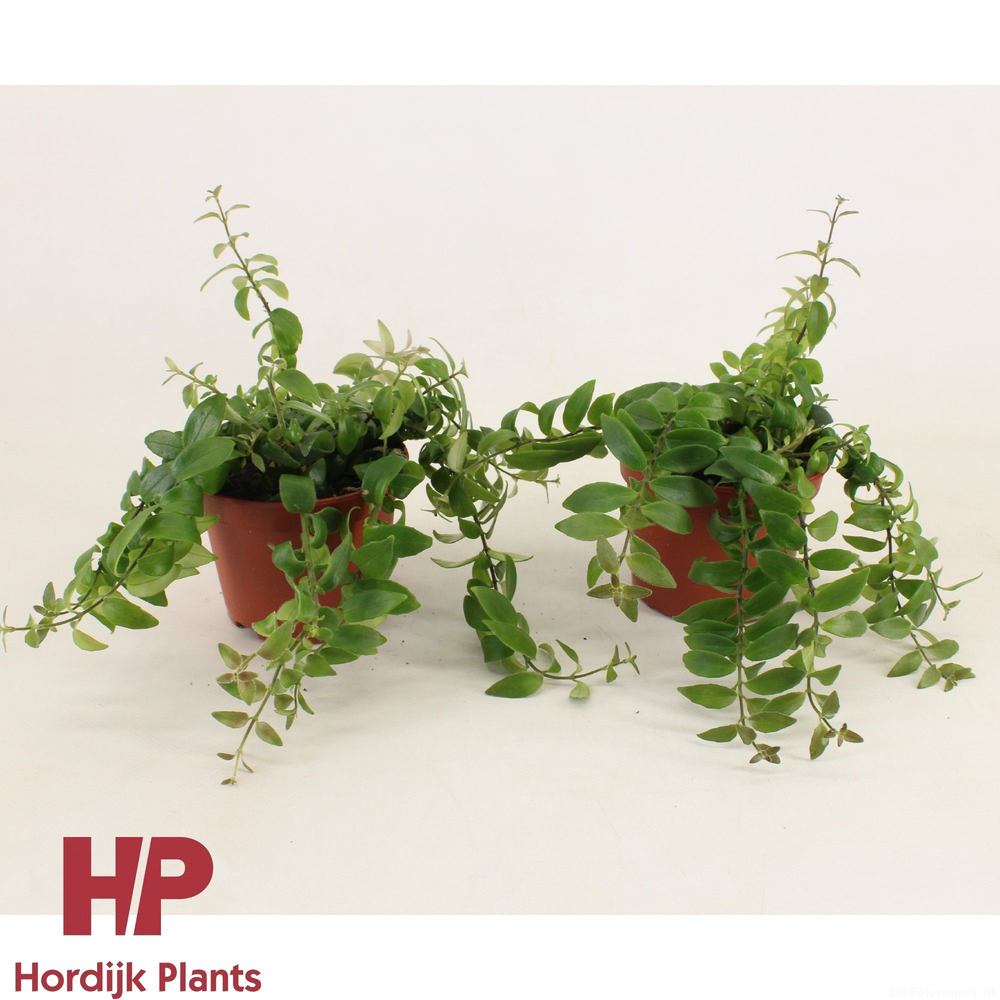 P12 cm - Aeschynanthus Rasta.