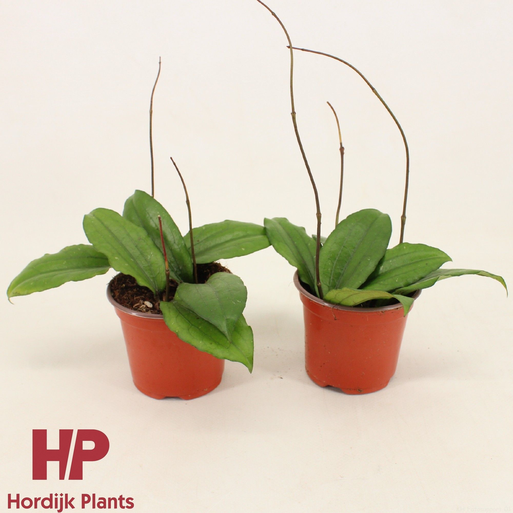 Hoya erythrina P9.