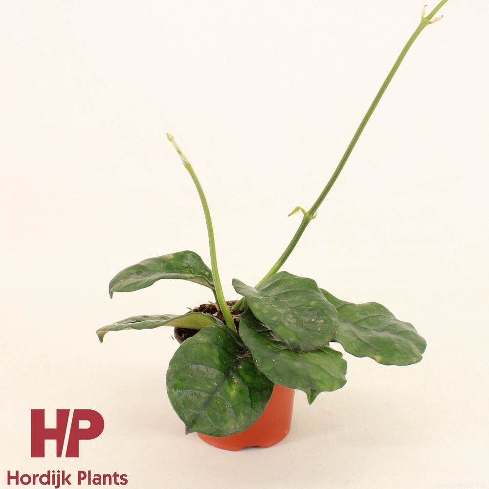 Hoya Villosa P9.