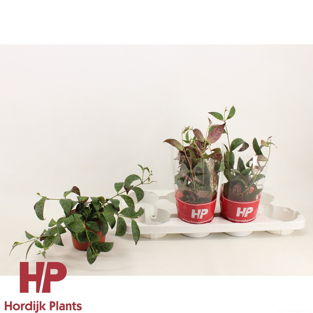 Cm pot - Aeschynanthus Marmoratus.