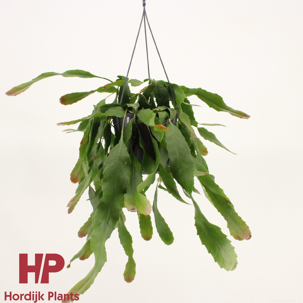 Lepismium houlletianum.