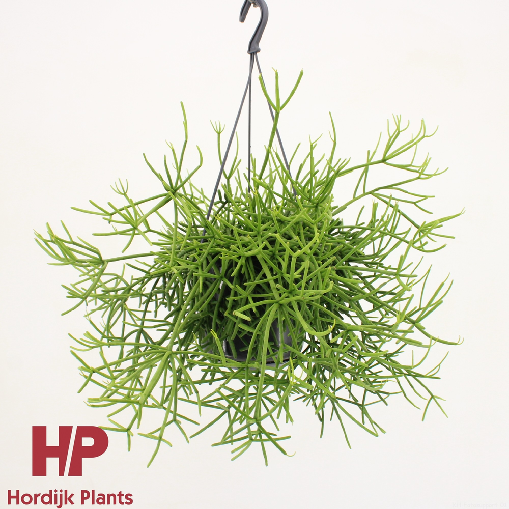 Rhipsalis heteroclada P15.