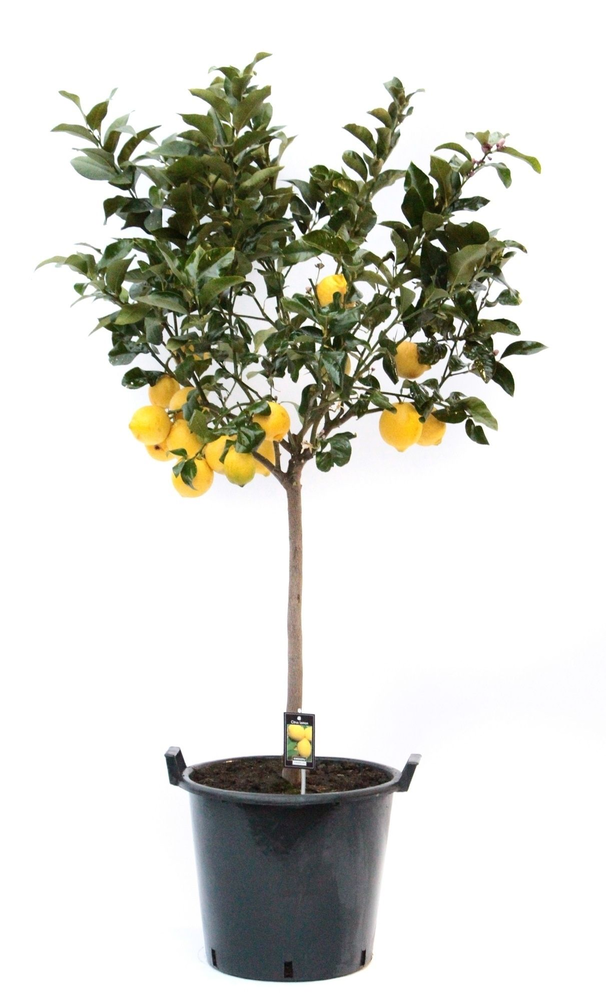 Citrus Lemon.