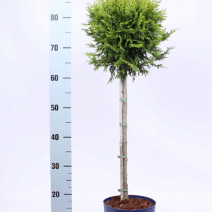 Thuja occ. 'Brabant' - op stam