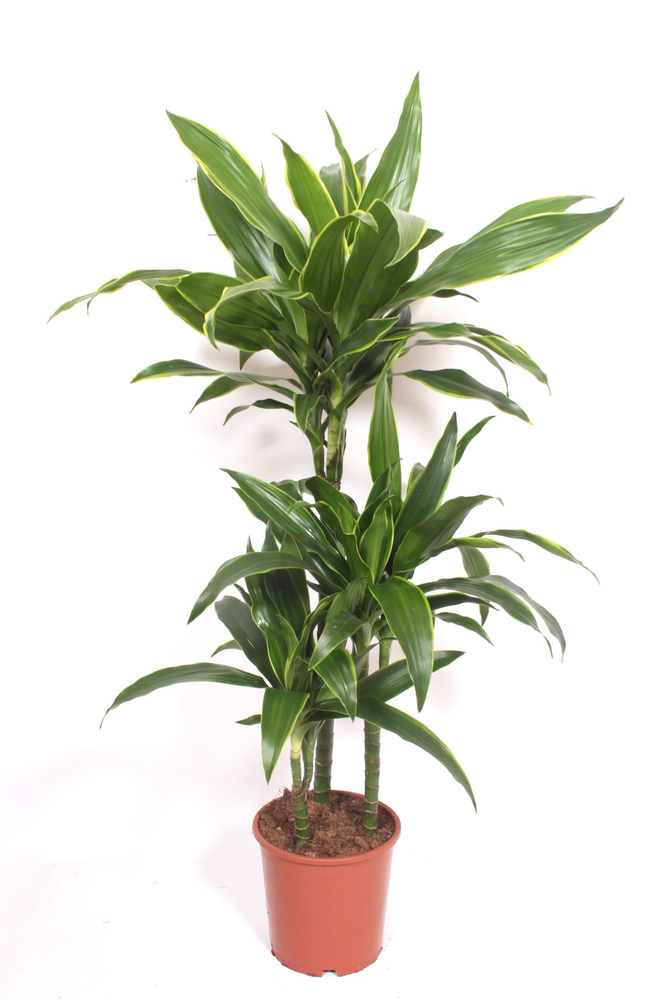 Dracaena Arturo 60-30-15.