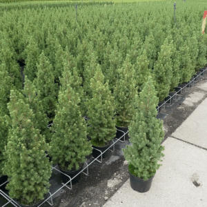 Picea glauca 'Conica'