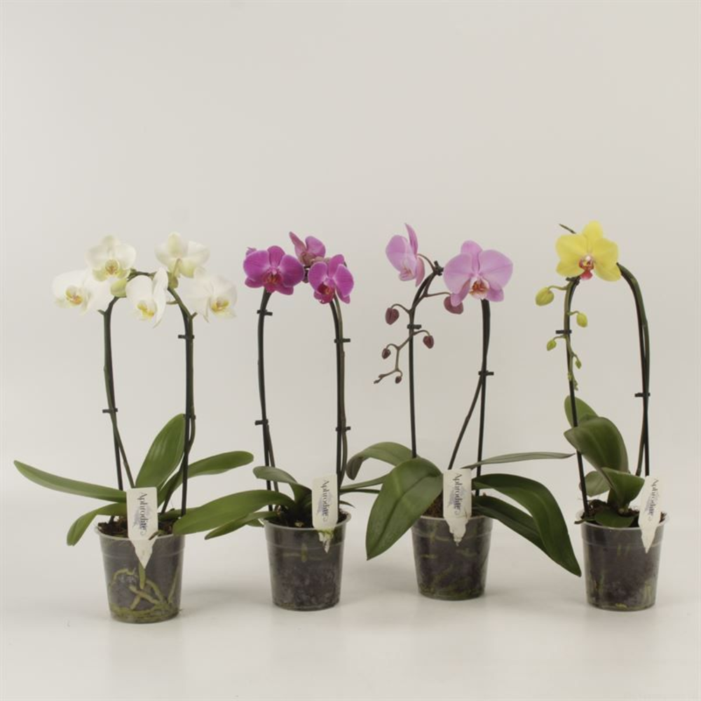 Phalaenopsis Elegant Cascade Shapes mix 1 en 2 tak.