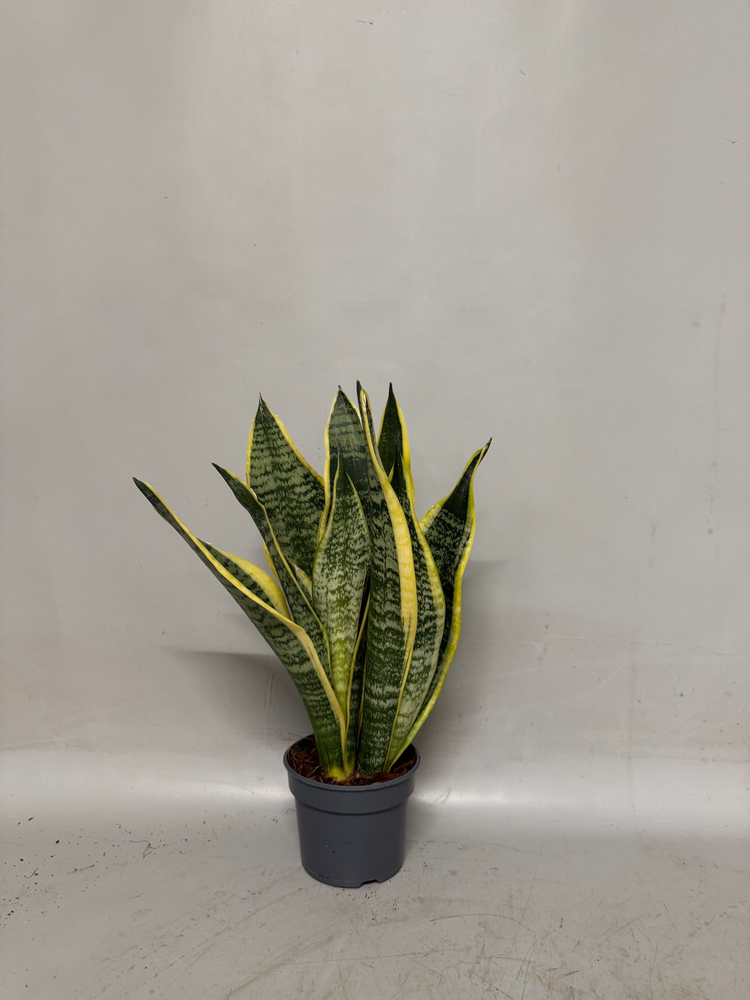 Sansevieria Laurentii.