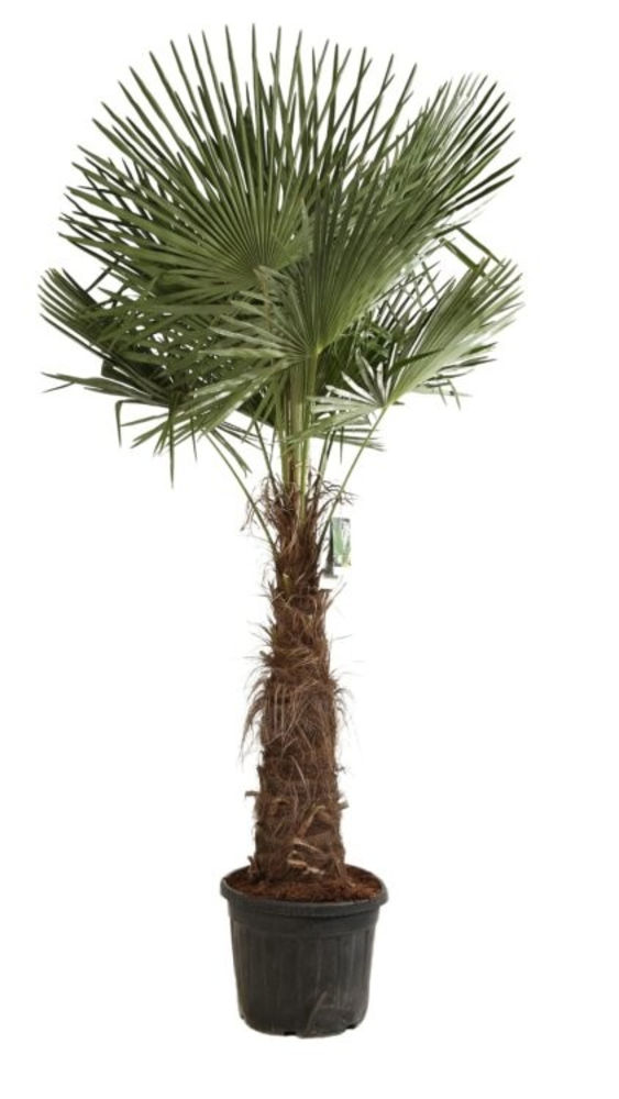 Trachycarpus fortunei.