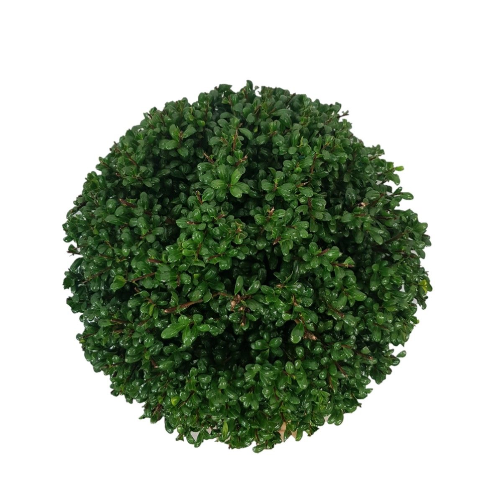 Ilex crenata 'Convexa' Bol p20 (th) 25-30 ©.