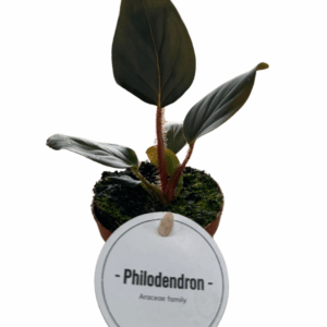 Philodendron Squamicaule Red