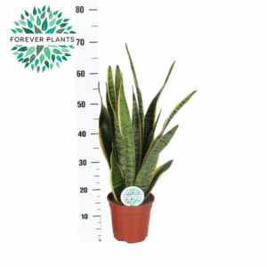 Sansevieria Laurentii p17 (niet MPS gecertificeerd