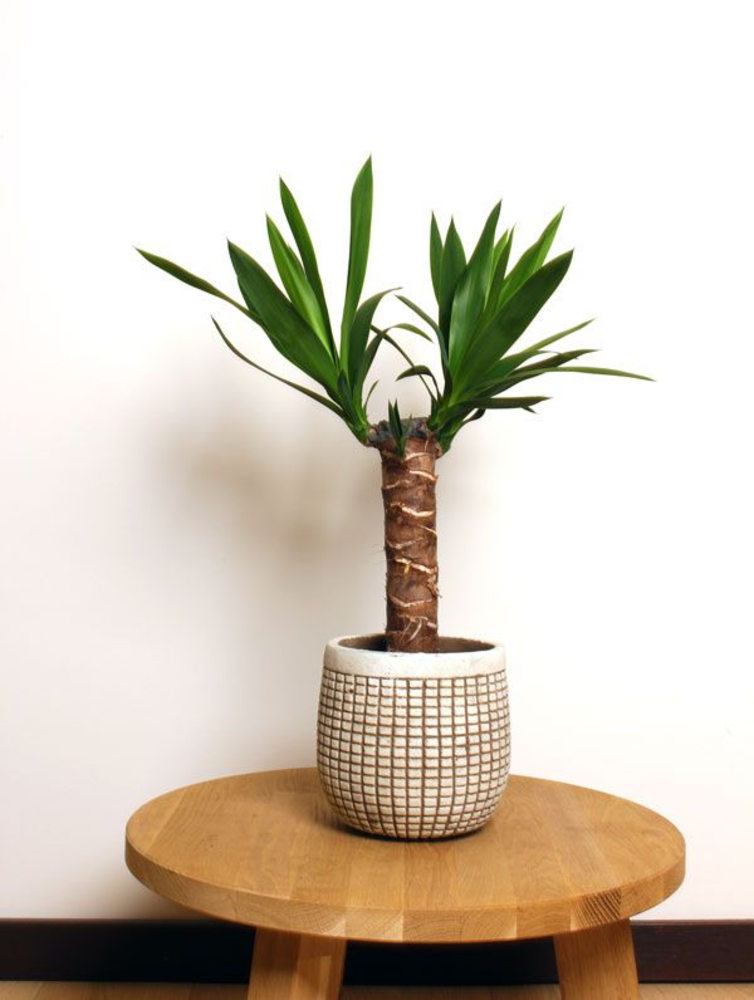 Yucca p12, 20 cm (3+ KOP).