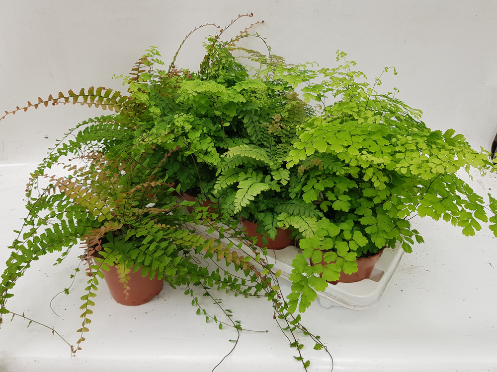 Adiantum Gemengd.