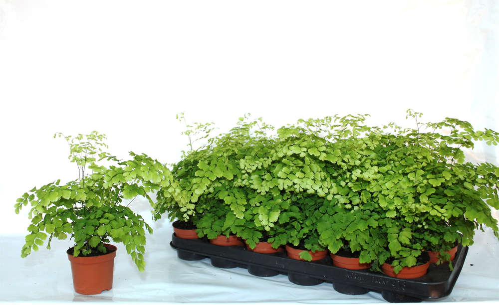 Adiantum Raddianum 'Fragrans'.
