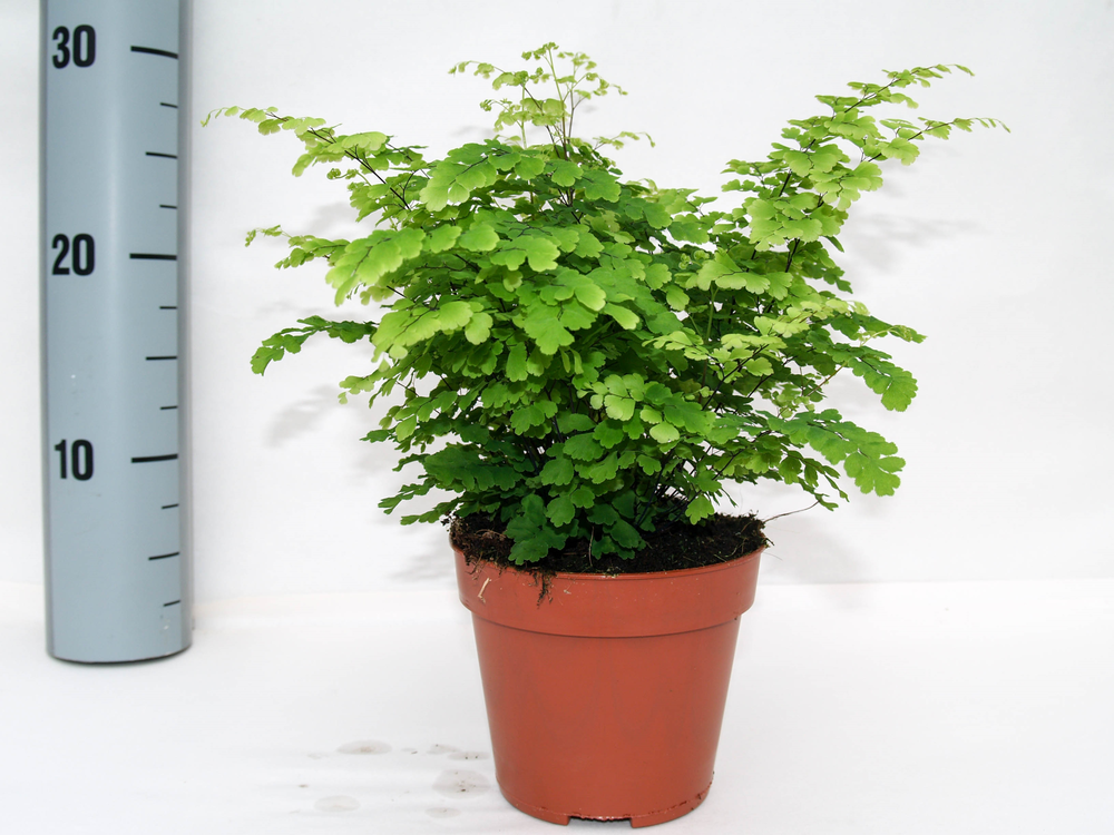 Adiantum Raddianum 'Fritz-Luthi'.