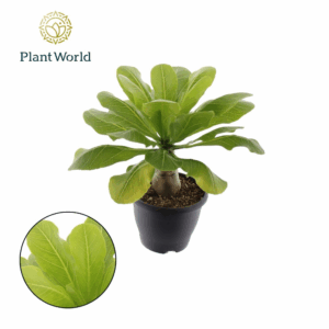 Brighamia insignis 'Hawaii Palm' P21.