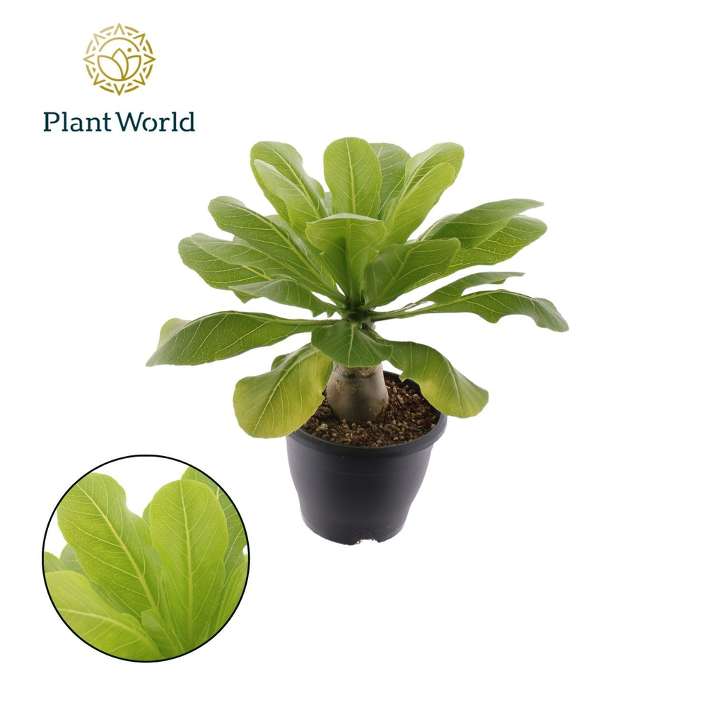 Brighamia insignis 'Hawaii Palm' P21.