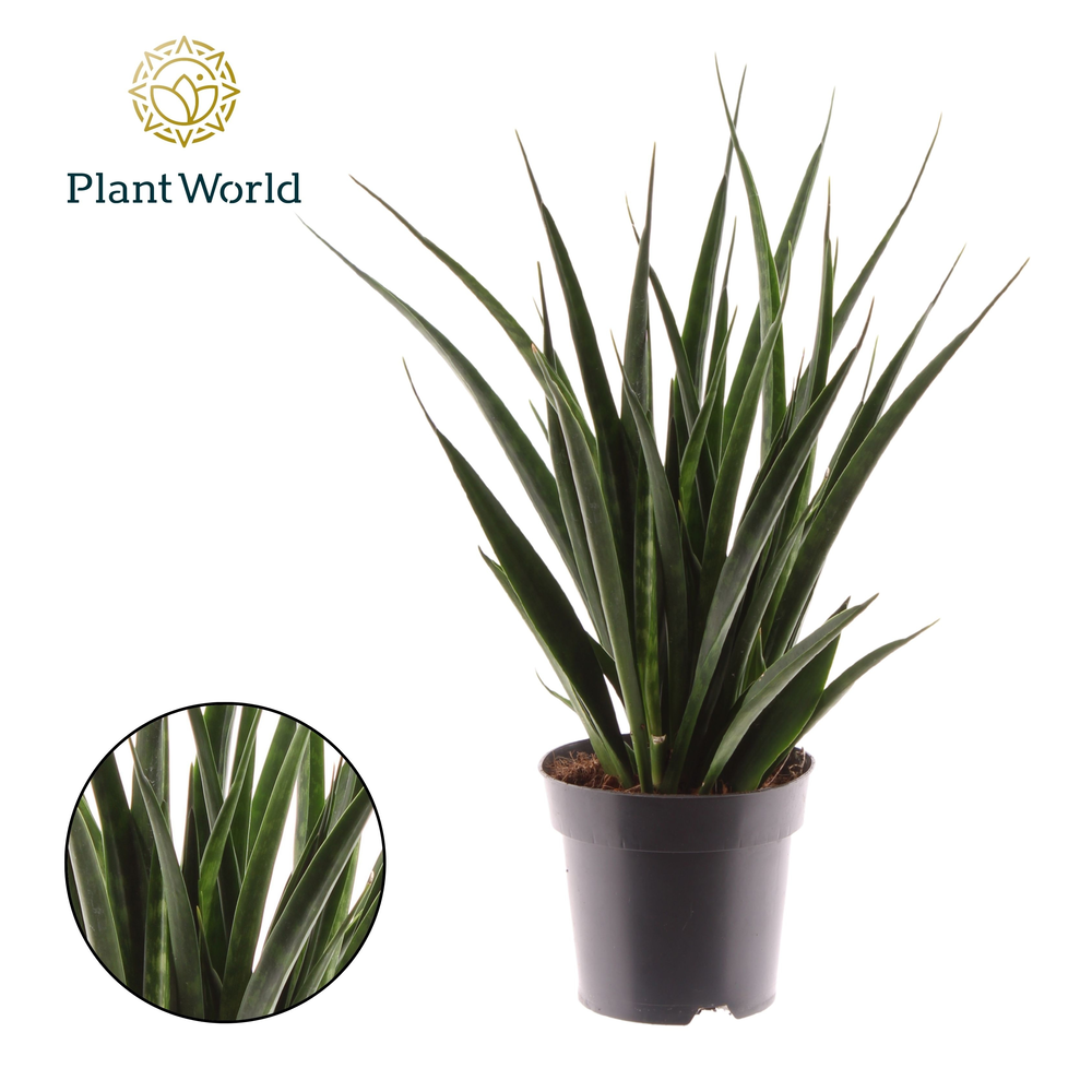 Sansevieria kirkii 'Friends'.