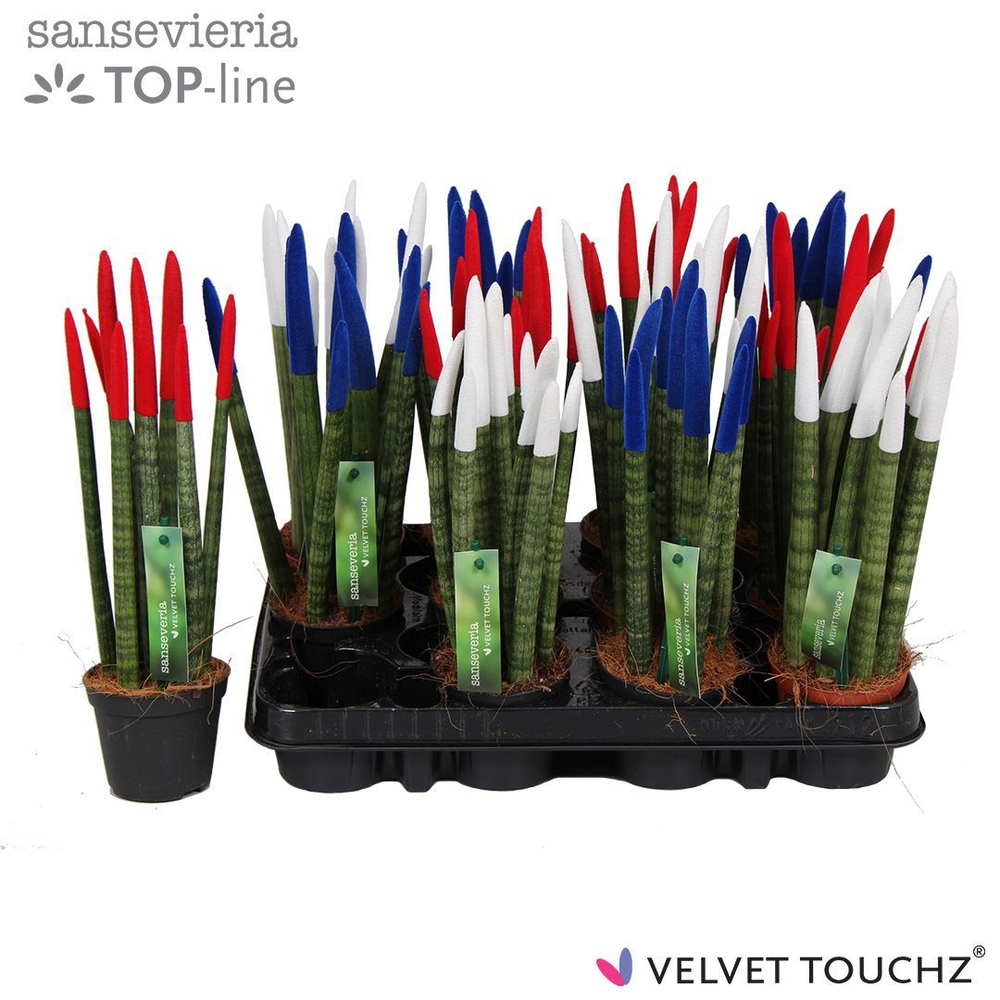 Sansevieria VELVET TOUCHZ® Mix Frankrijk.