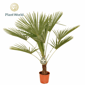 Trachycarpus Fortuneii / Eagle palm P27 130-140cm
