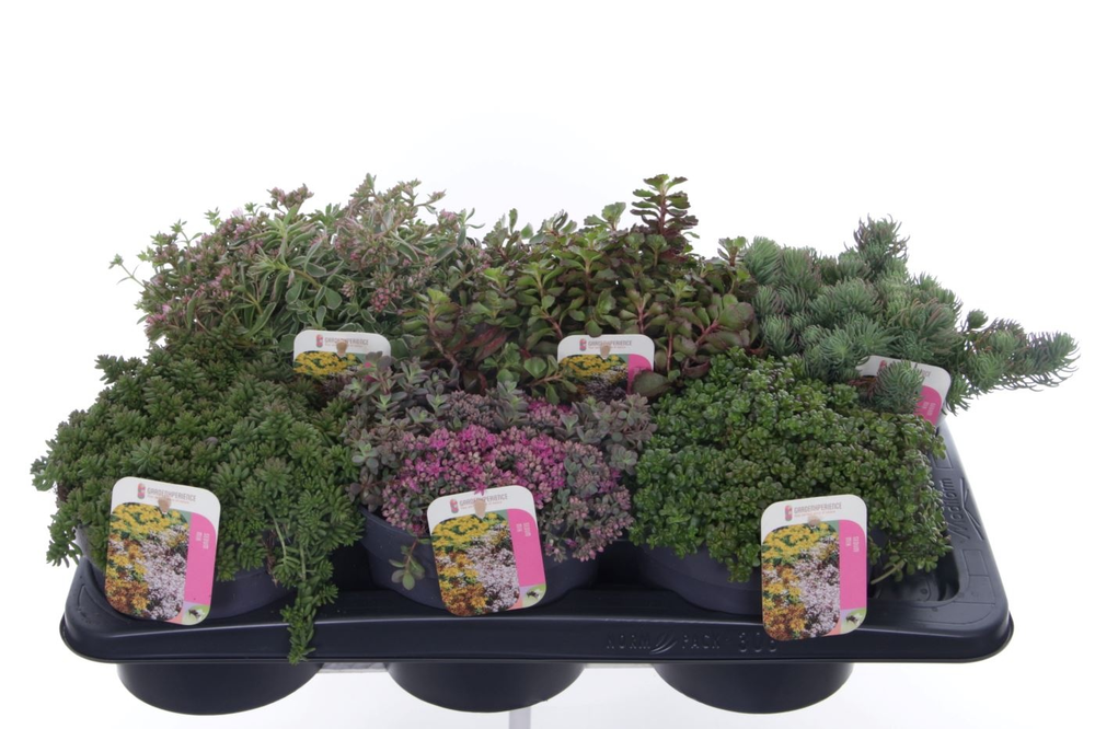 Sedum mix in tray.